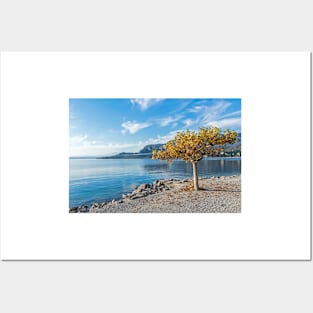 Lake Garda autumn tree Posters and Art